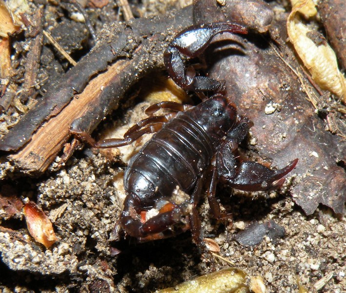 Euscorpius cf. germanus